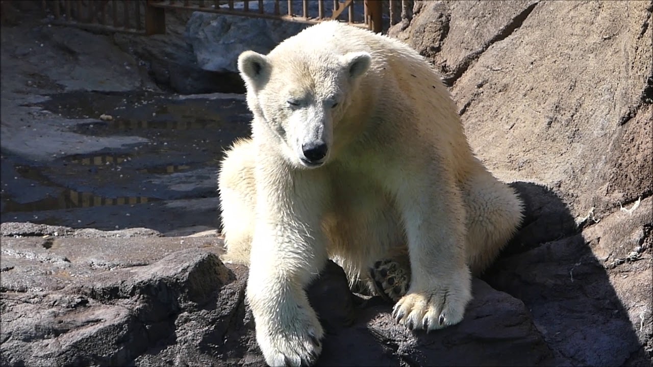 20 mai 2020    Terre du froid, ours blancs et morses à Pairi Daiza
