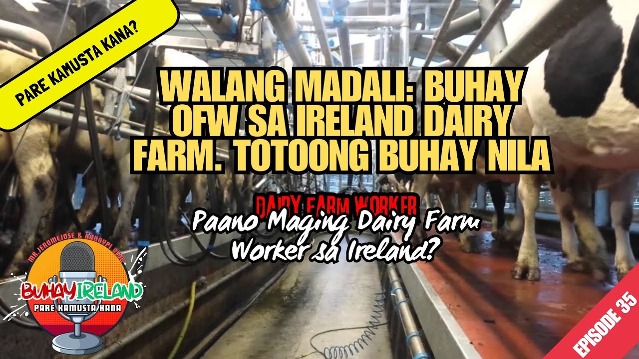 Buhay ireland ep 35 l Dairy Farming in Ireland: Totoong Buhay ng Isang Pinoy Worker! Trabaho sa Eire