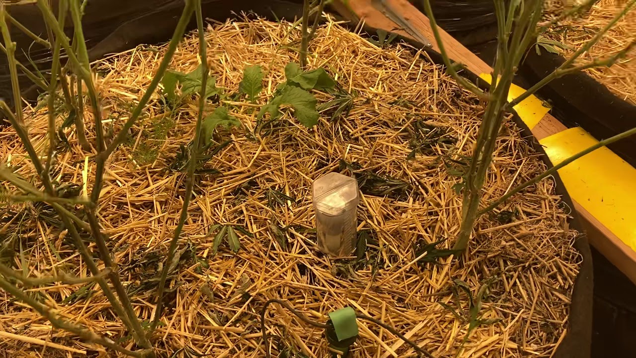 Living soil/No Till cannabis