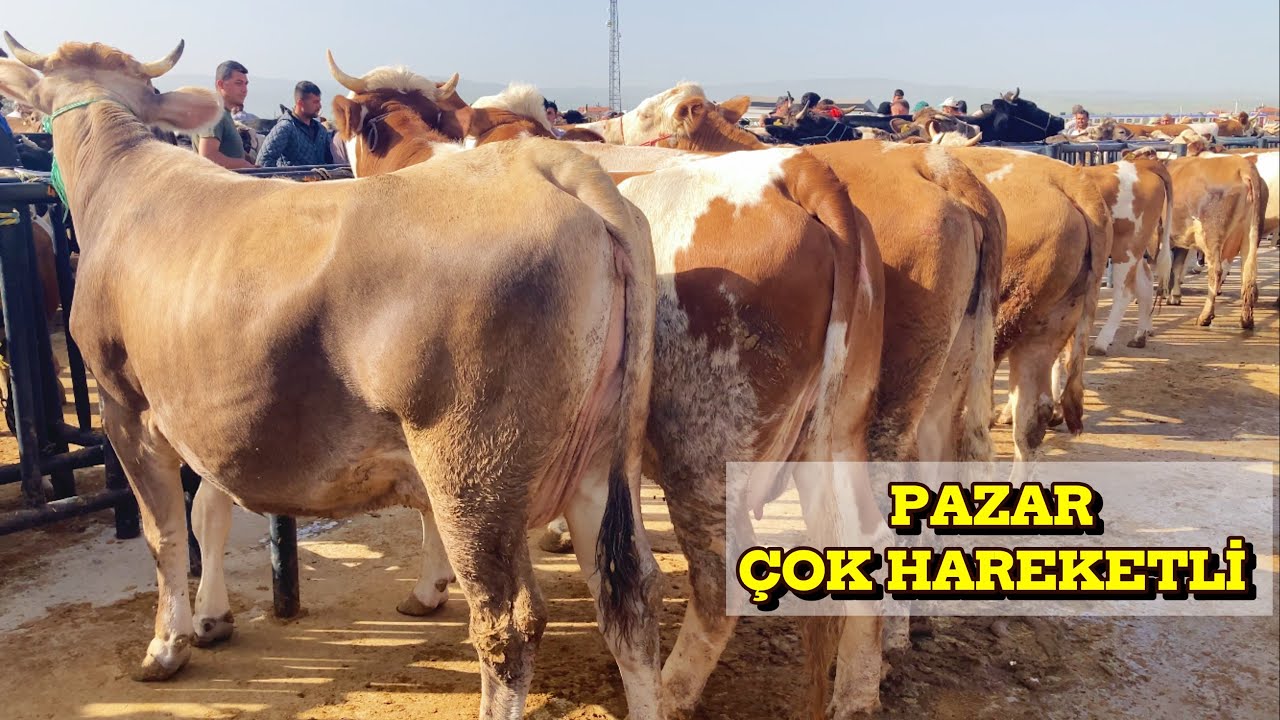 KONYA ILGIN HAYVAN PAZARI ! KURBAN YAKLAŞIYOR ! 25 MAYIS GÜNCEL FİYATLAR…