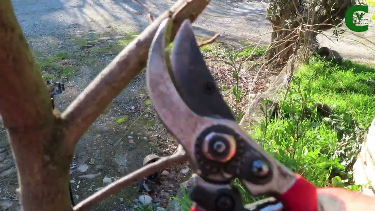 Potatura di allevamento del cachi a piramide (Diospyros kaki) Potare il kachi caki
