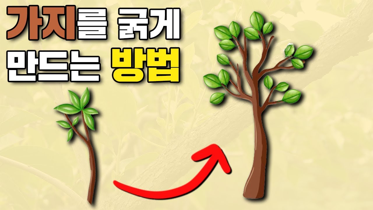 가지가 굵어지지 않는다고요? 원리를 알면 굵게 만들수 있습니다. ㅣ 도장시키는 방법 ㅣ 주지 굵히는 방법 ㅣ 나무 수형 잡는 방법