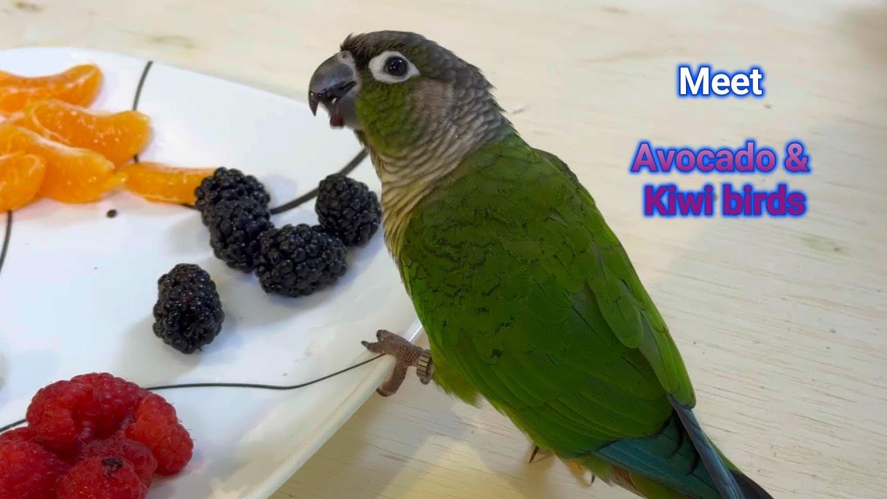 Meet Kiwi and Avocado birds #birds #parrot #cuteanimals