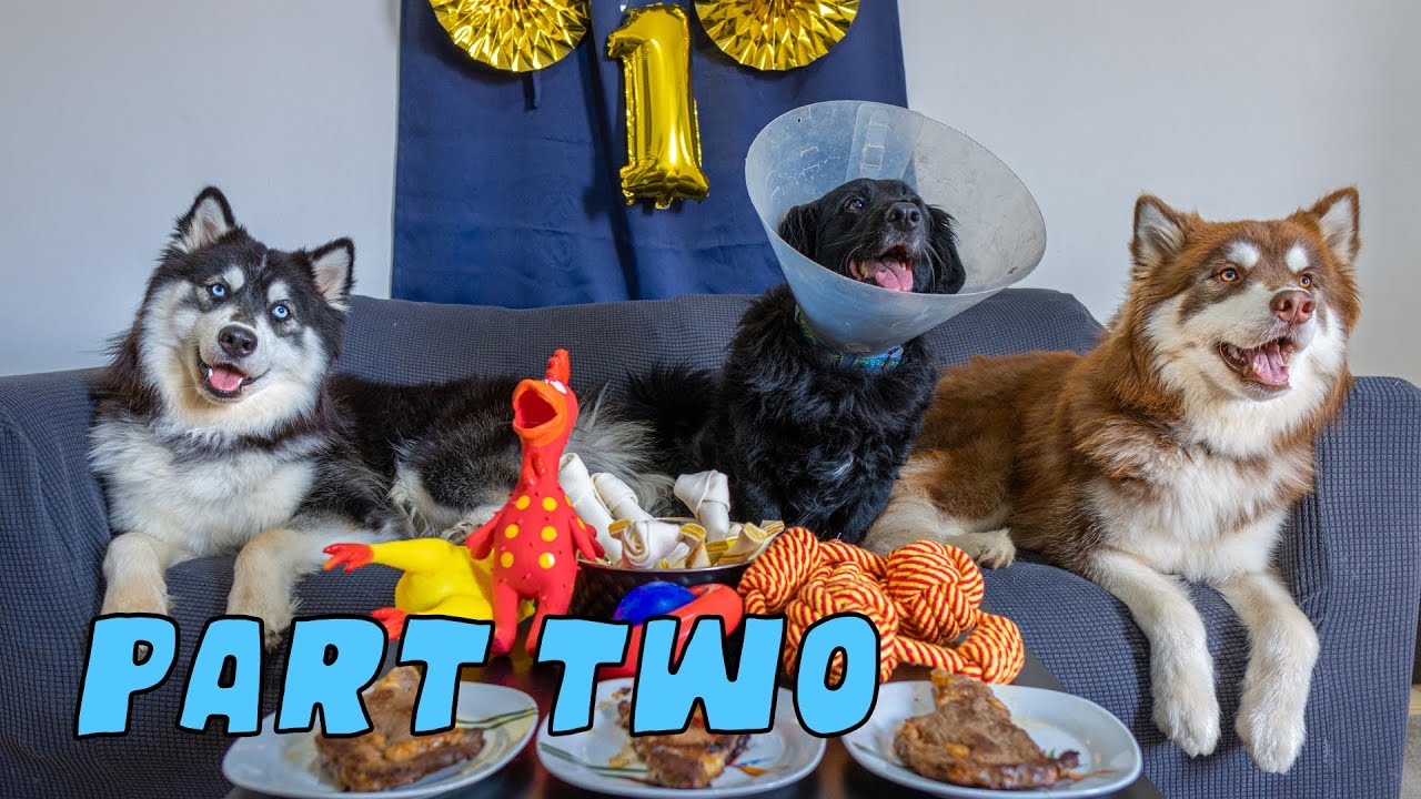 Our Huskies Just Turned One Year Old!  [Part 2]