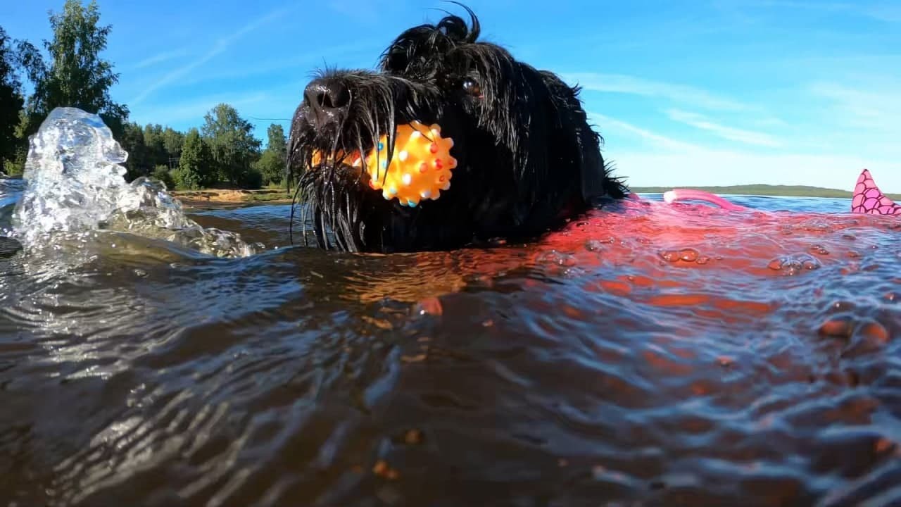 DogVlog: наши первые поездки на озеро. Учим собак плавать!