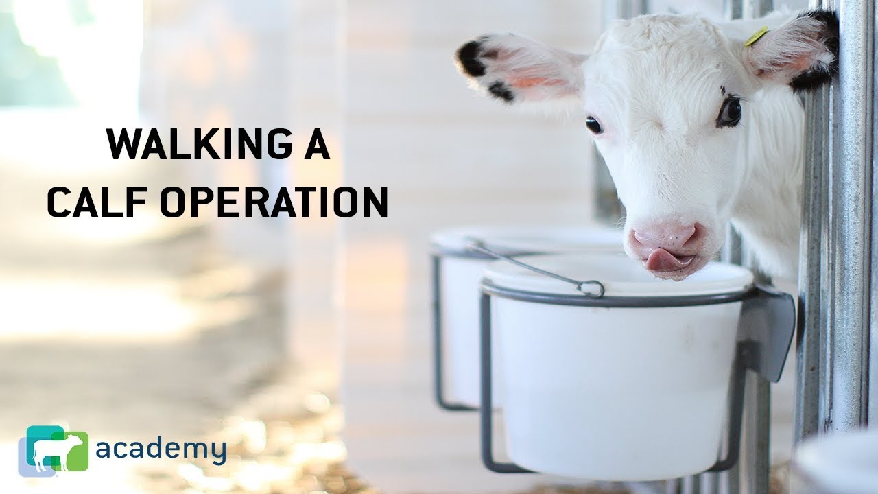 Walking a Dairy Calf Operation