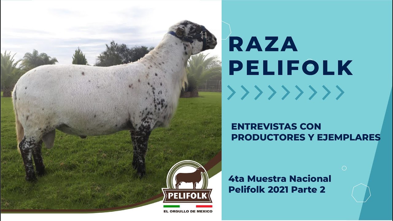 Pelifolk Entrevistas con productores y ejemplares 4Ta Muestra Nacional Pelifolk 2021