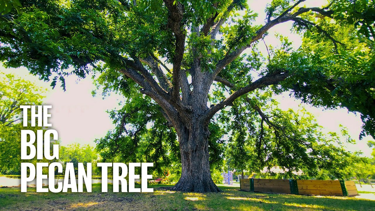 The Big Pecan Tree