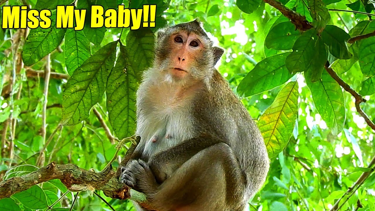 Pitiful! Mummy Anna Sat On The Tree But her F-eeling Maybe Misses Her Baby Anissa.