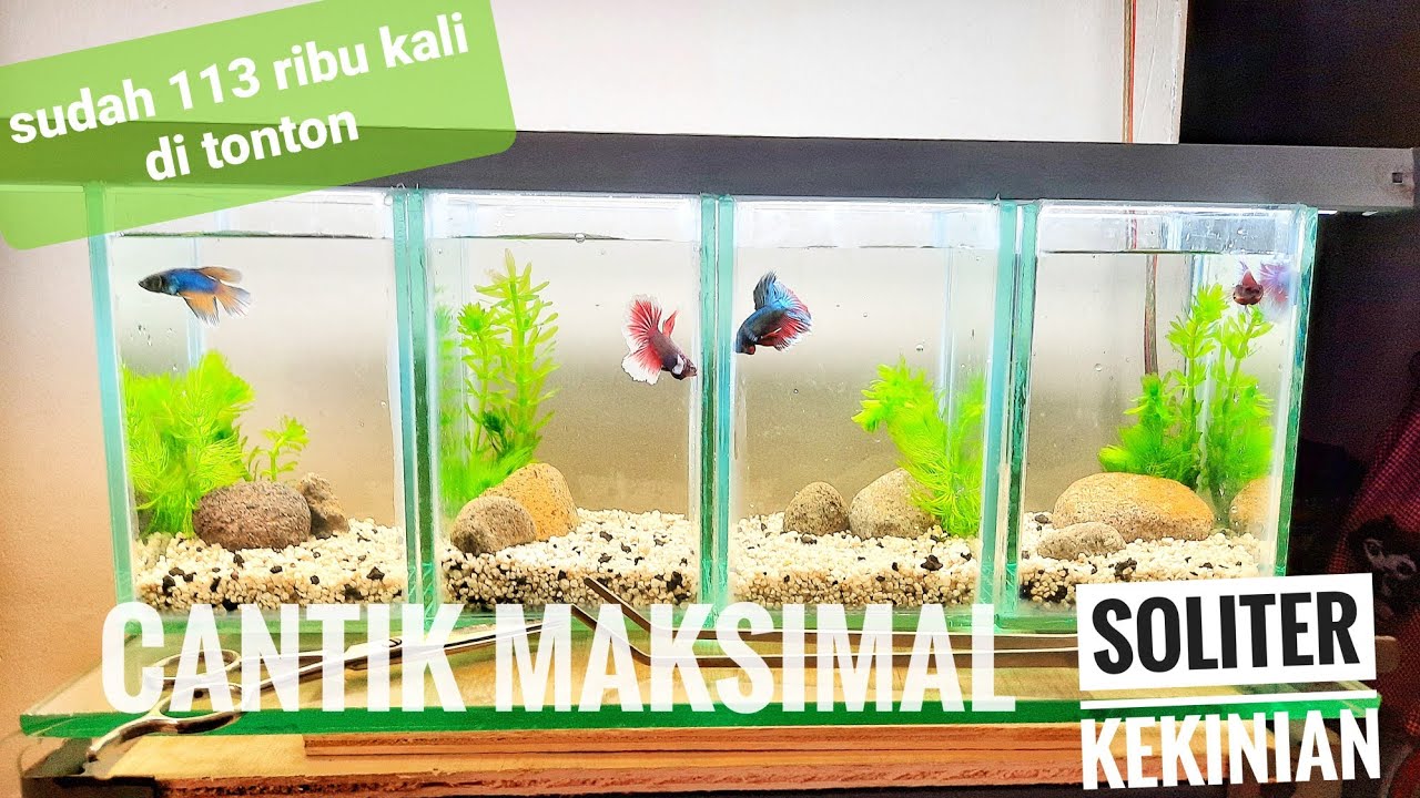 Soliter ikan cupang 10x10x15 | cara sederhana menghias akuarium ikan cupang