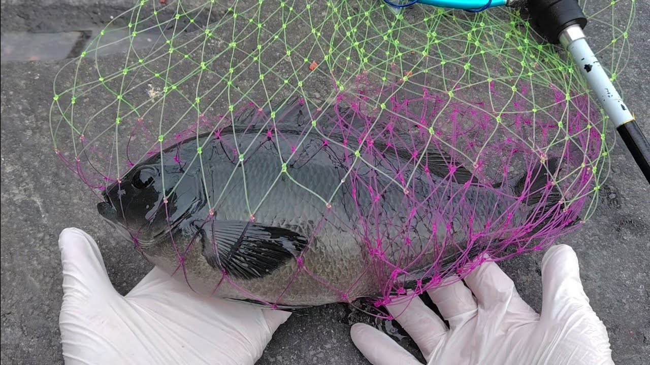 伊豆高原へたっぴ釣行2026年3月2日。初めての子持ちメジナ、卵の味は！？