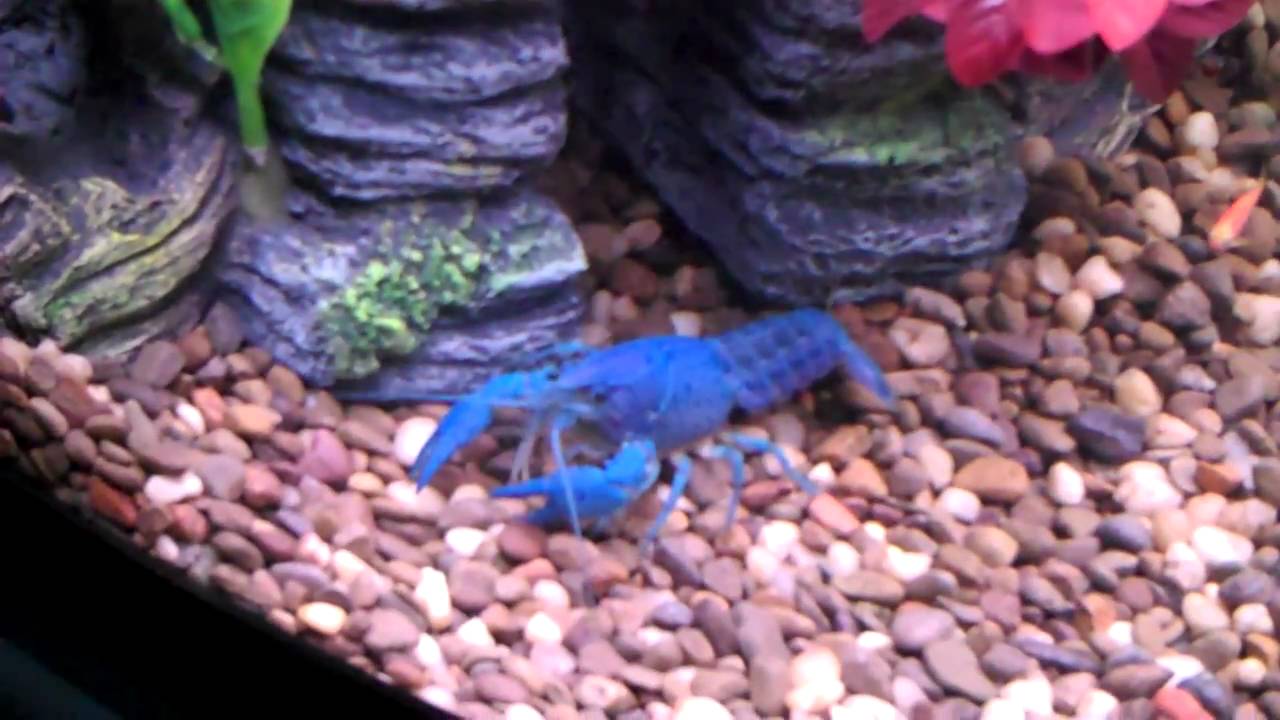 Electric Blue Crayfish