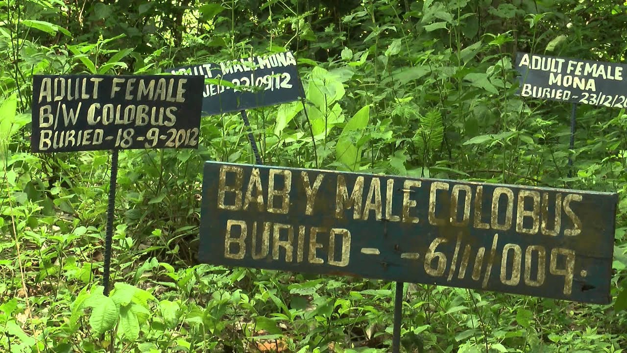 Monkey village of Ghana