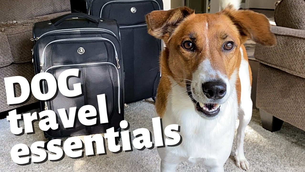 DOG TRAVEL ESSENTIALS // 5 Must Have Items When Traveling with A Dog