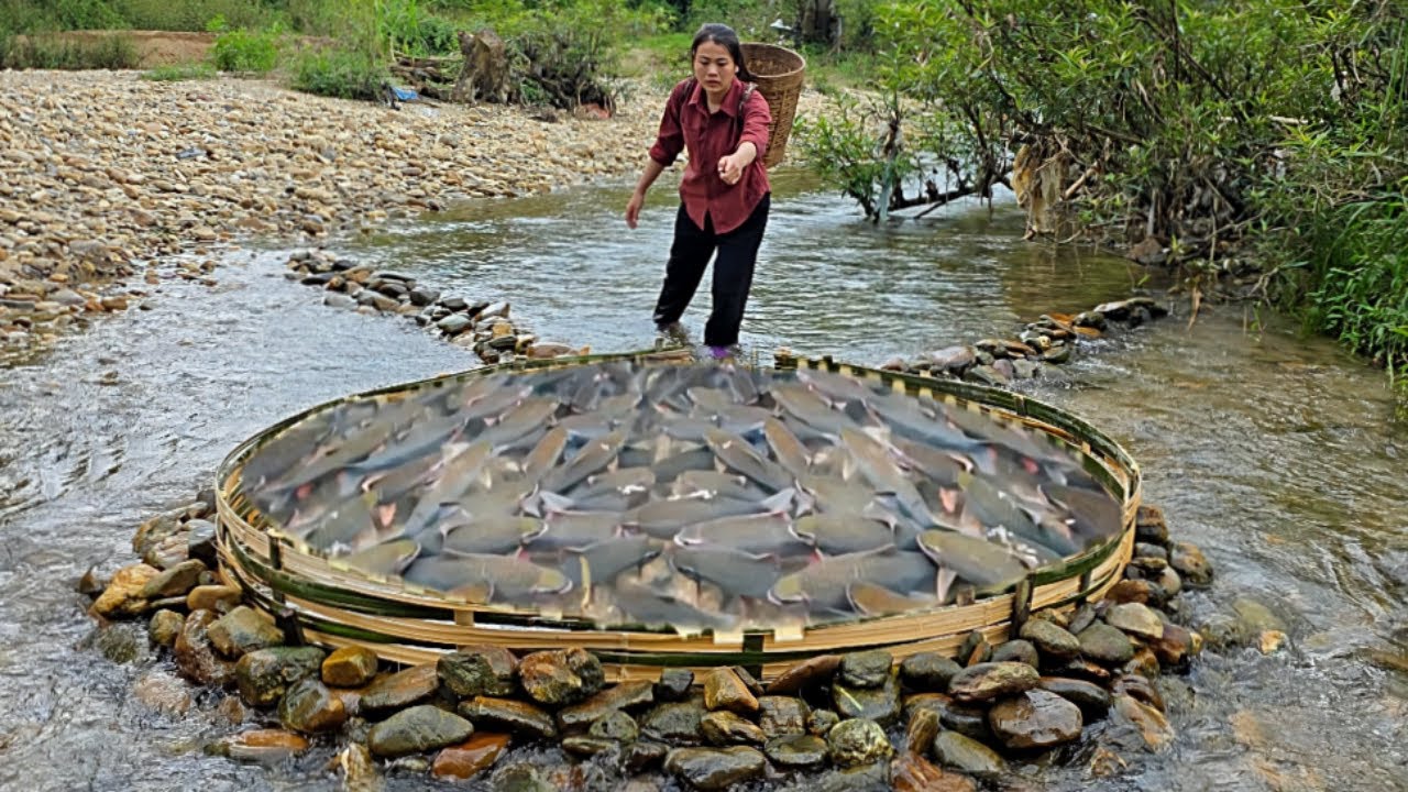 Full video 30 days: Single girl Diep sets fish traps in large streams and catches many giant fish.