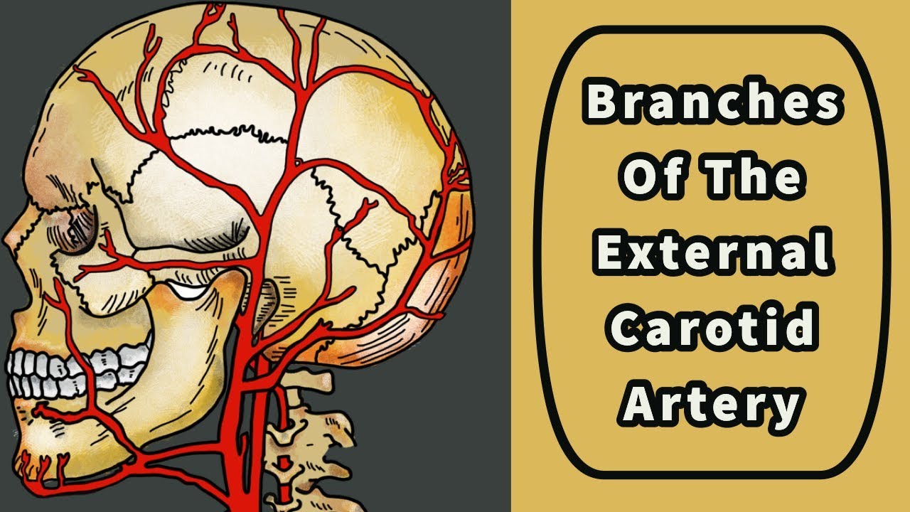 Branches Of The External Carotid Artery