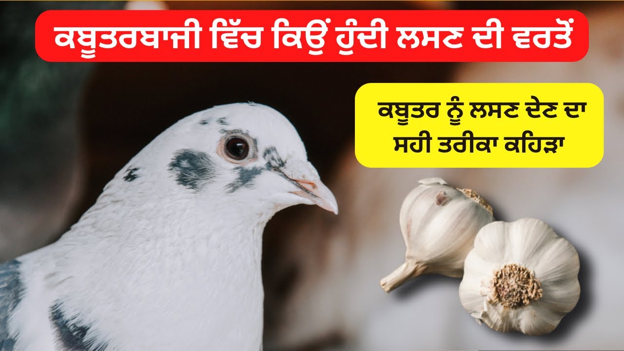 ਕਬੂਤਰਬਾਜਿ ਵਿੱਚ ਕਿਉਂ ਹੁੰਦੀ ਹੈ ਲਸਣ ਦੀ ਵਰਤੋਂ, ਕਬੂਤਰ ਨੂੰ ਲਸਣ ਦੇਣ ਦਾ ਸਹੀ ਤਰੀਕਾ ਕਿਹੜਾ || Fateh Production