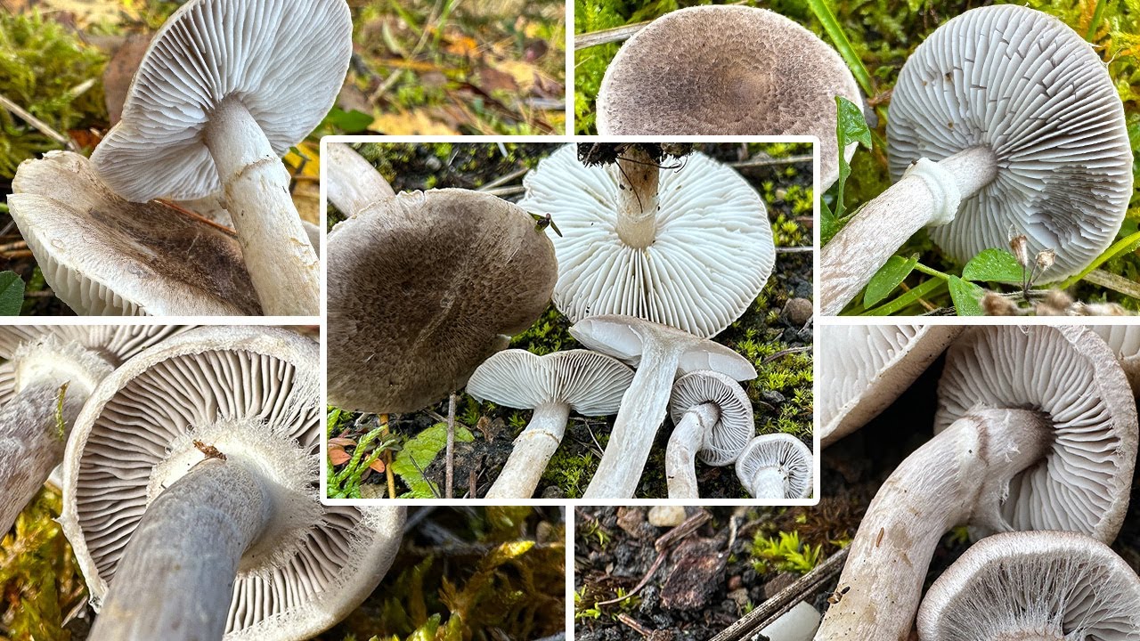 Beringter Erdritterling essbar oder giftig? Geg&uuml;rtelter Erdritterling, Tricholoma cingulatum