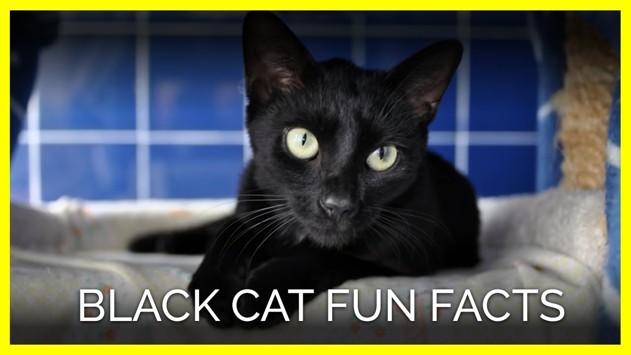 Halloween Black Cat Fun Facts