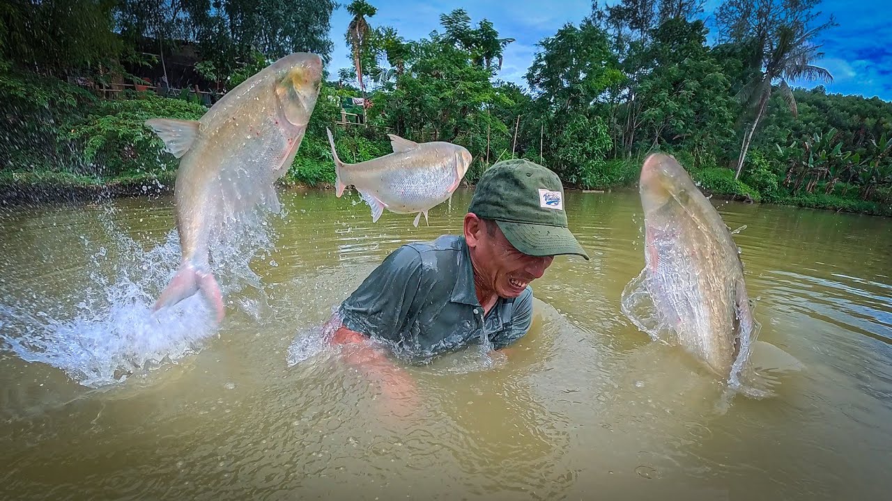 Mua Ao Nhiều Cá Rô Phi To Về Sấy