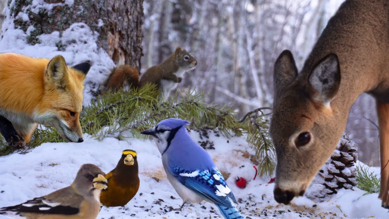 🔴 Snowy Birds and Wildlife Watch - Non-Stop Action ❄️ Cat TV & Dog TV
