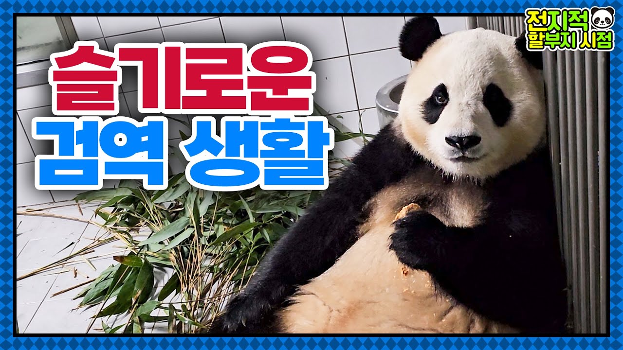 (SUB) Последний пикник Фубао на свежем воздухе в Южной Корее 🐼│Мир панд