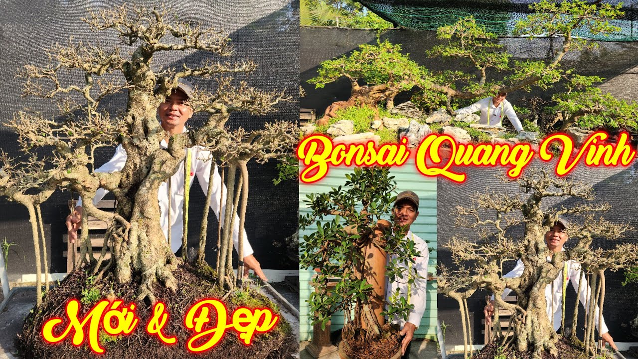 QUANG VINH | #0948055921 | DÂU TẰM BAY SIÊU TRÁI, SANH ĐỎ ĐẸP THÀNH PHẨM, SI NHẬT, ME, MCT, KHẾ, LỘC