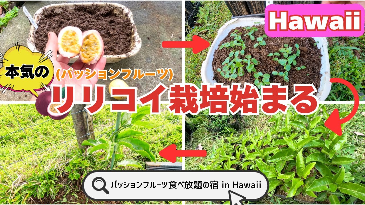 【ハワイでフルーツ農園民宿】無限にリリコイ(パッションフルーツ)食べませんかぁ？？　第1話