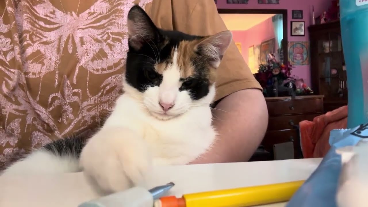 Kitten gets a makeover over
