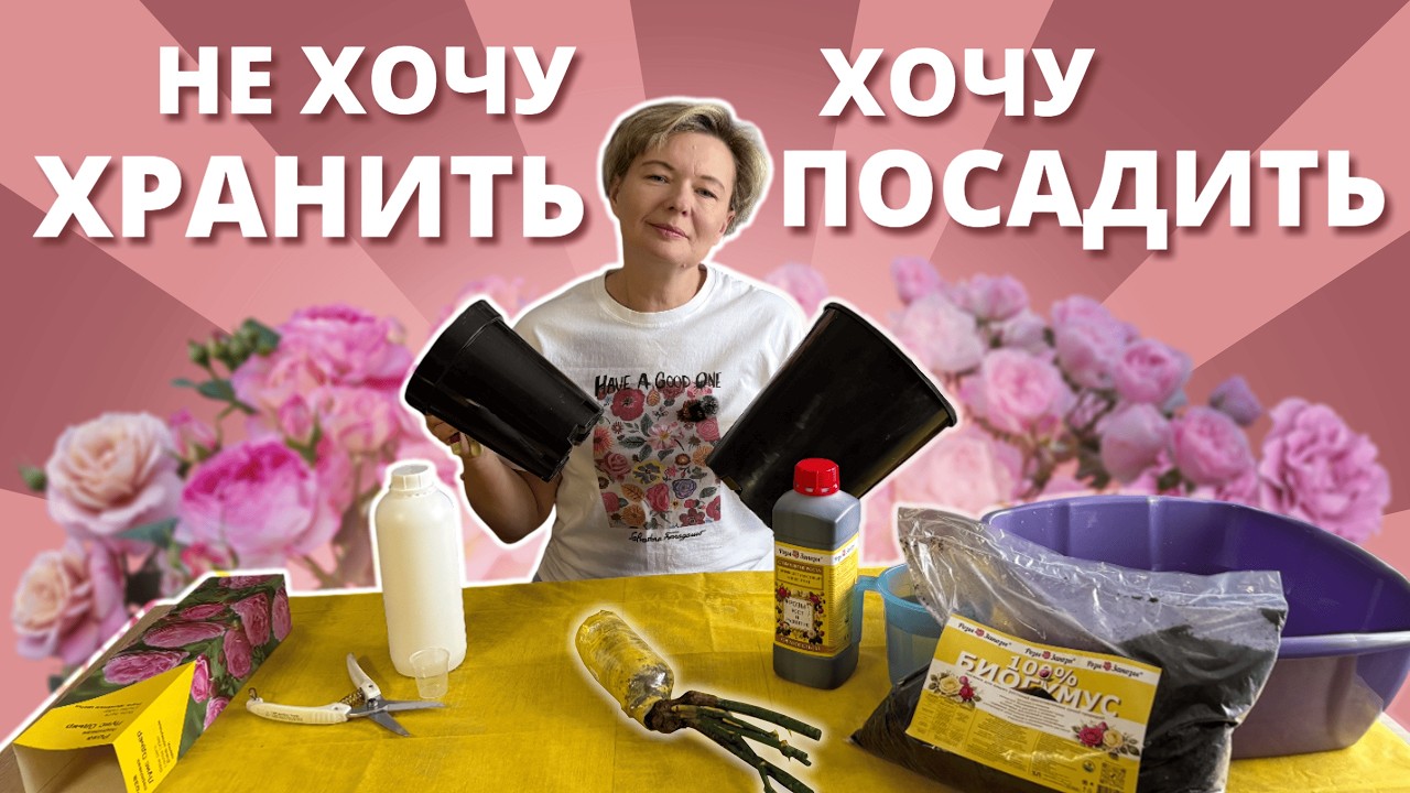 ПОСАДКА РОЗЫ ЗИМОЙ В КОНТЕЙНЕР. Курс молодого розомана часть 2.