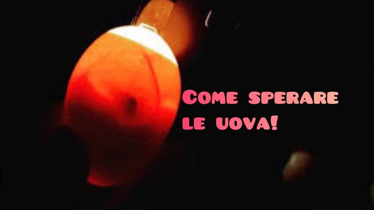 Come eseguire la speratura delle uova