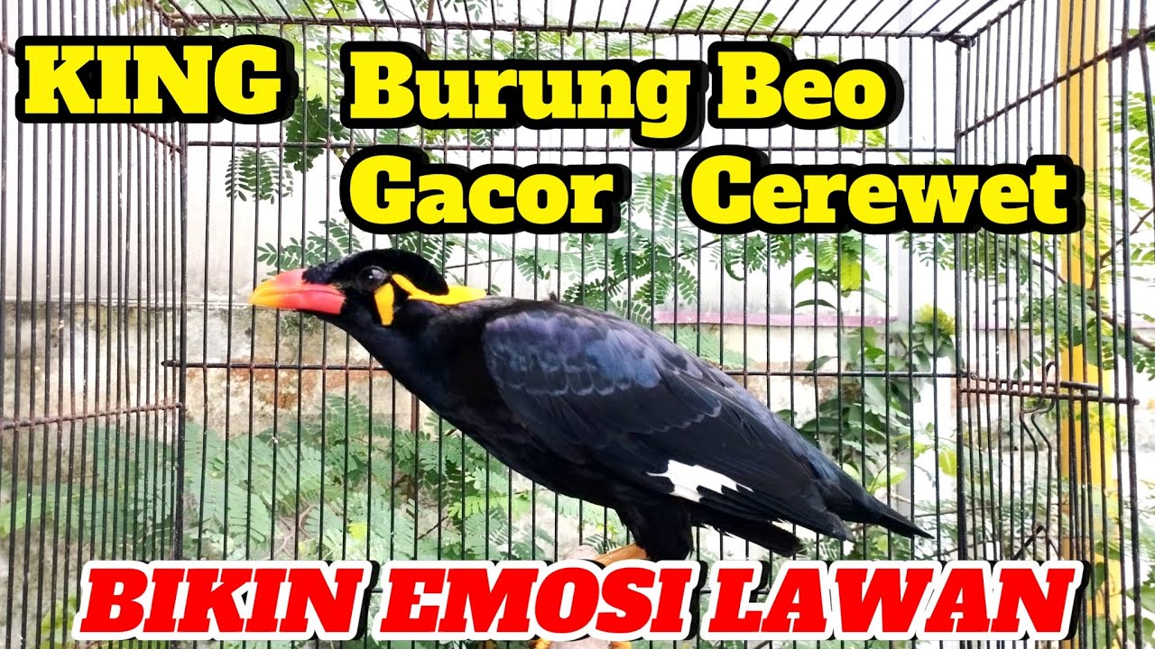 KING BURUNG BEO GACOR & CEREWET‼️