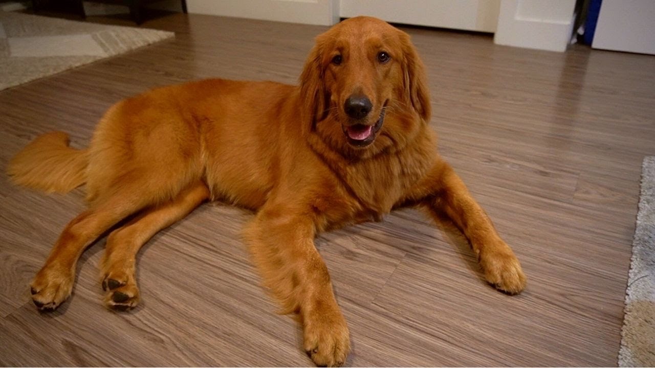 Red Golden Retriever Puppy🐶 Weekend with 9-Month-Old Puppy