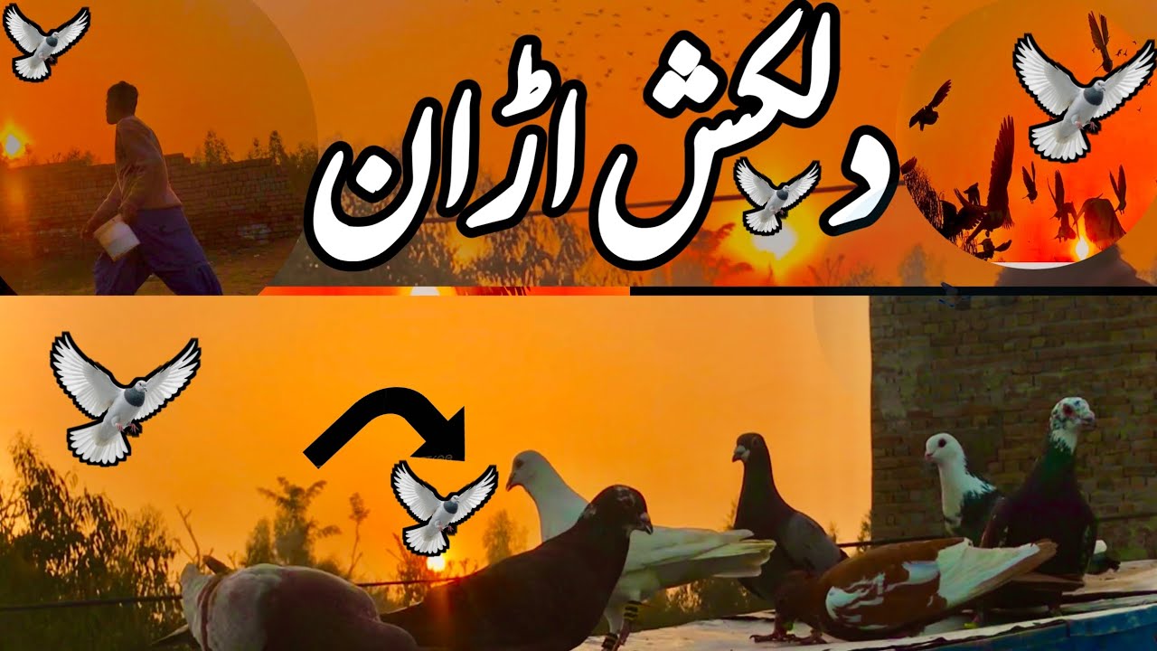 دلکش اُڑان | سورج کی روشنی میں کبوتروں کا دل کو چھو لینے والا منظر#Bird Uraan Pk