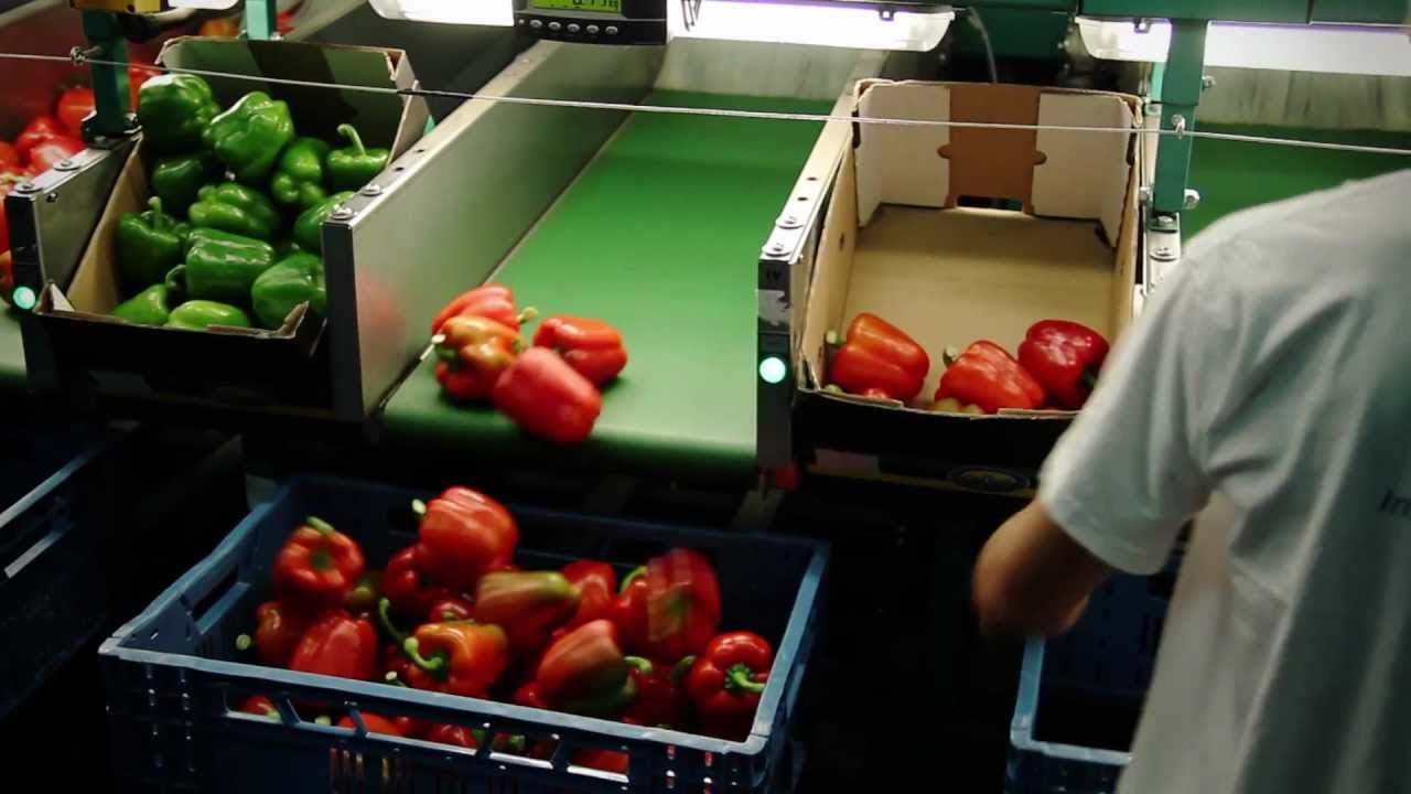 Pudu Peppers - Ferry and Ad Gubbels in Baarlo, Limburg (NL)