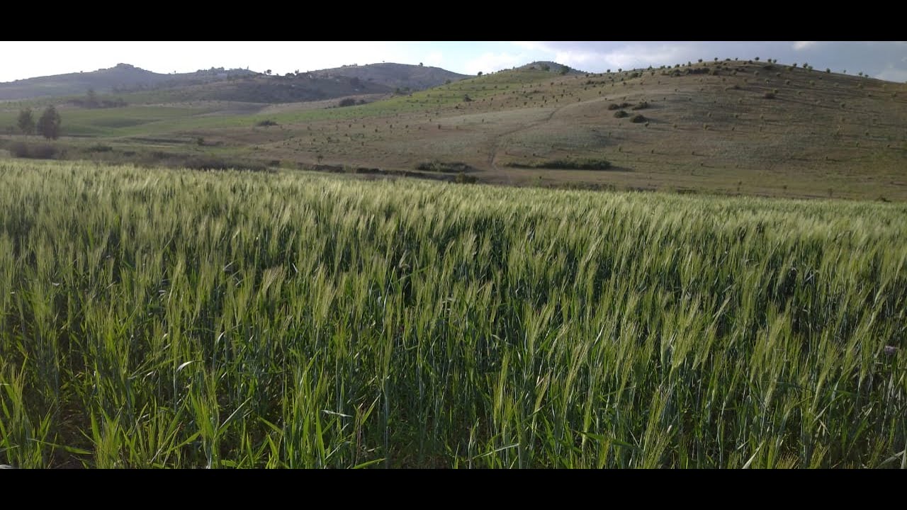 عين صالح و مَزّاوْرو منطقة البرانس مدينة تازة بالمغرب