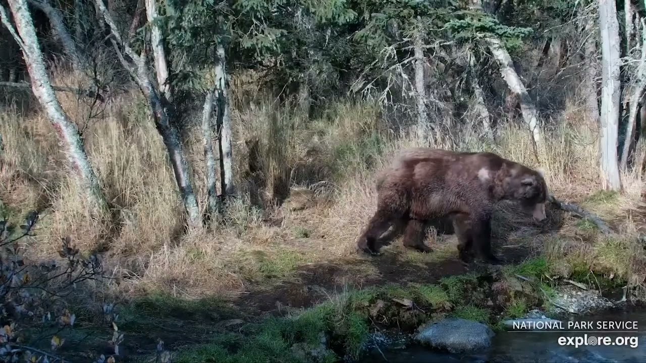 Katmai National Park, Brooks Falls - Otis Runs Into Fierce Mamas, 10/15/2023 on explore.org