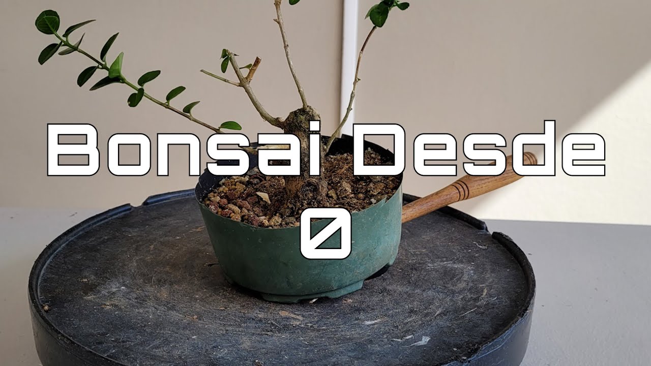 Bonsái desde (0) cero – Amabi Bonsai Tropical Puerto Rico