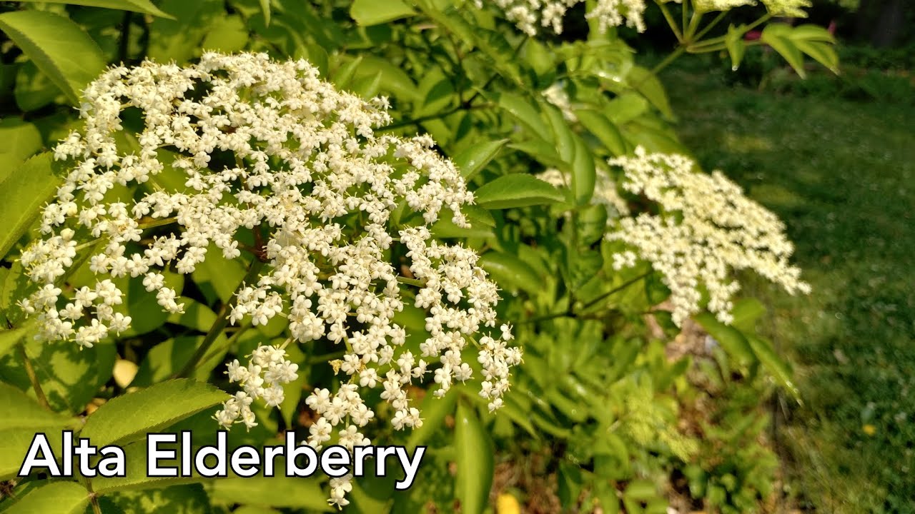 NEW Elderberry Variety! The Alta Elderberry