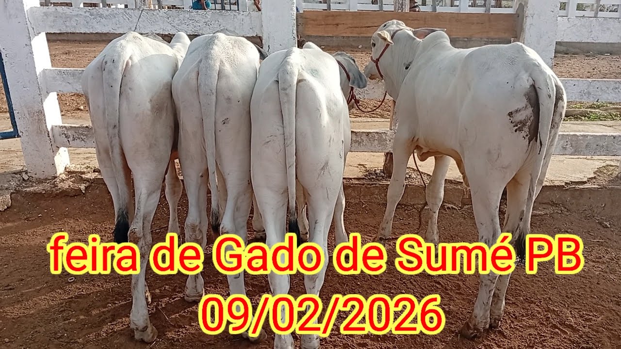 Feira de caprinos e Ovinos de Sumé PB 09/02/2026