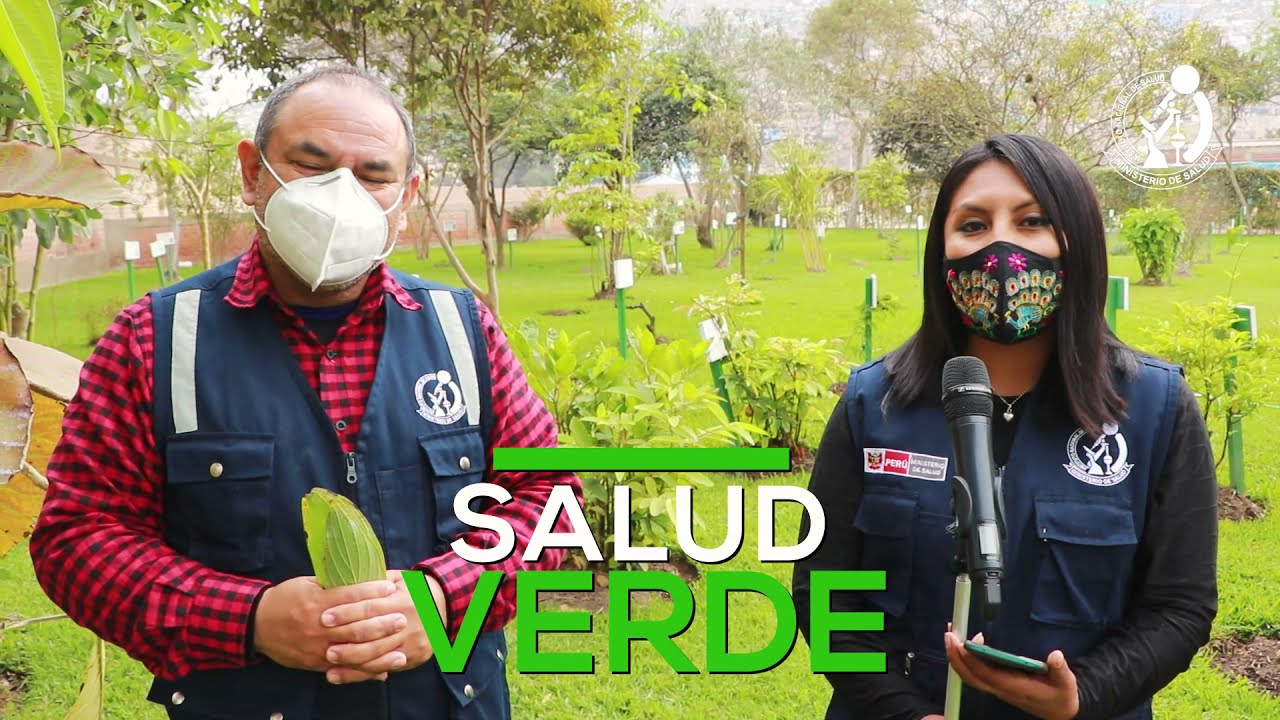 Salud Verde: Plantas medicinales a tu servicio - El Matico