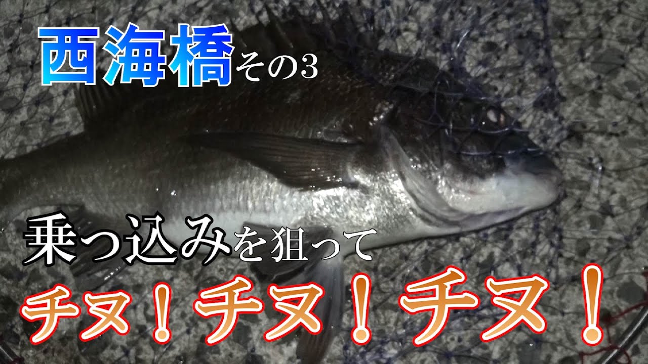 【新つり天＃5】西海橋その３　乗っ込みで大物チヌを狙う！？