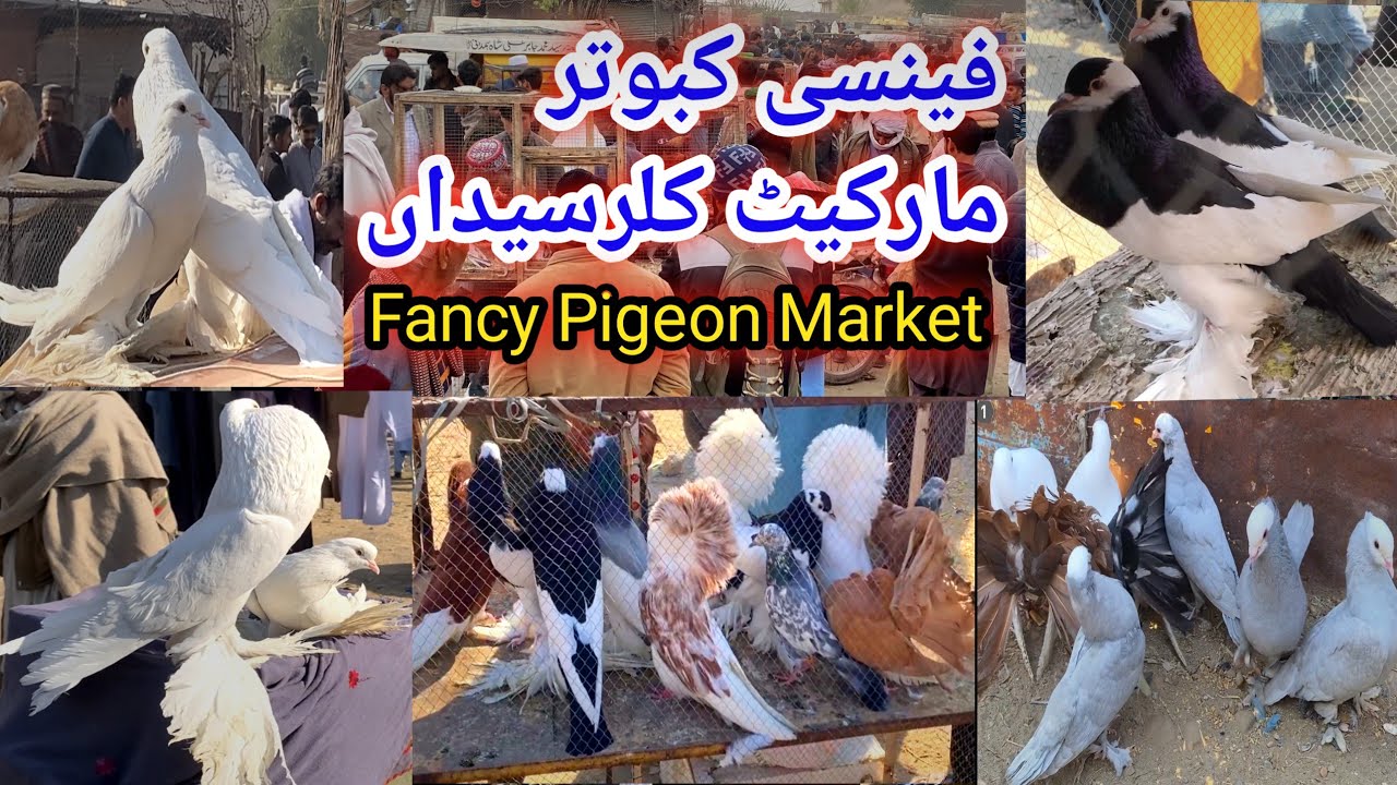 Fancy Kabootar Mandi Kallar Syedan | Latest Update Fancy Pigeon Market Price Today 18/2/2025