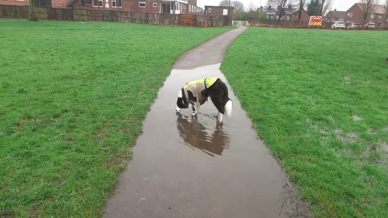 Collie Dog Billy Having fun in the wet