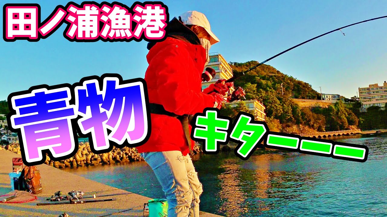 【田ノ浦漁港】青物！アジ 爆釣中！ドラグがギュンギュン鳴り響く