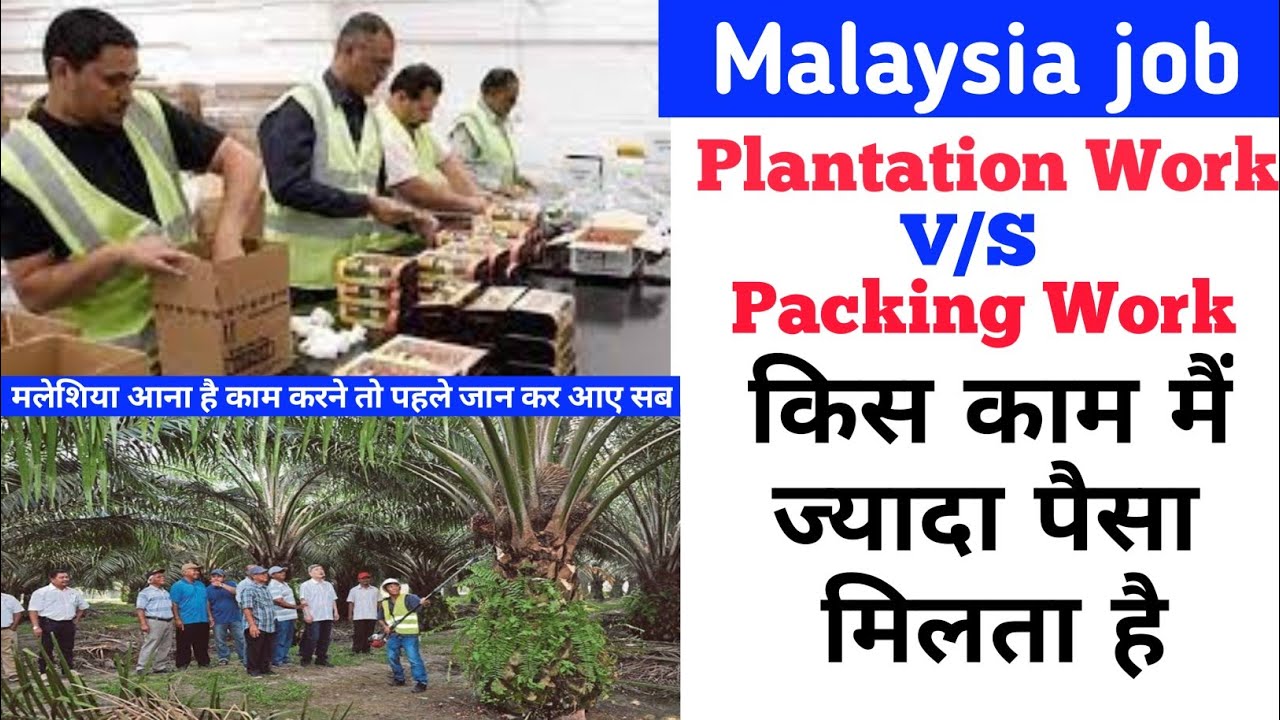 Packing Work Vs Plantation Work kis kam mai Jayda paisa milta hai, Malaysia Kis Kam Mai Jaye ,