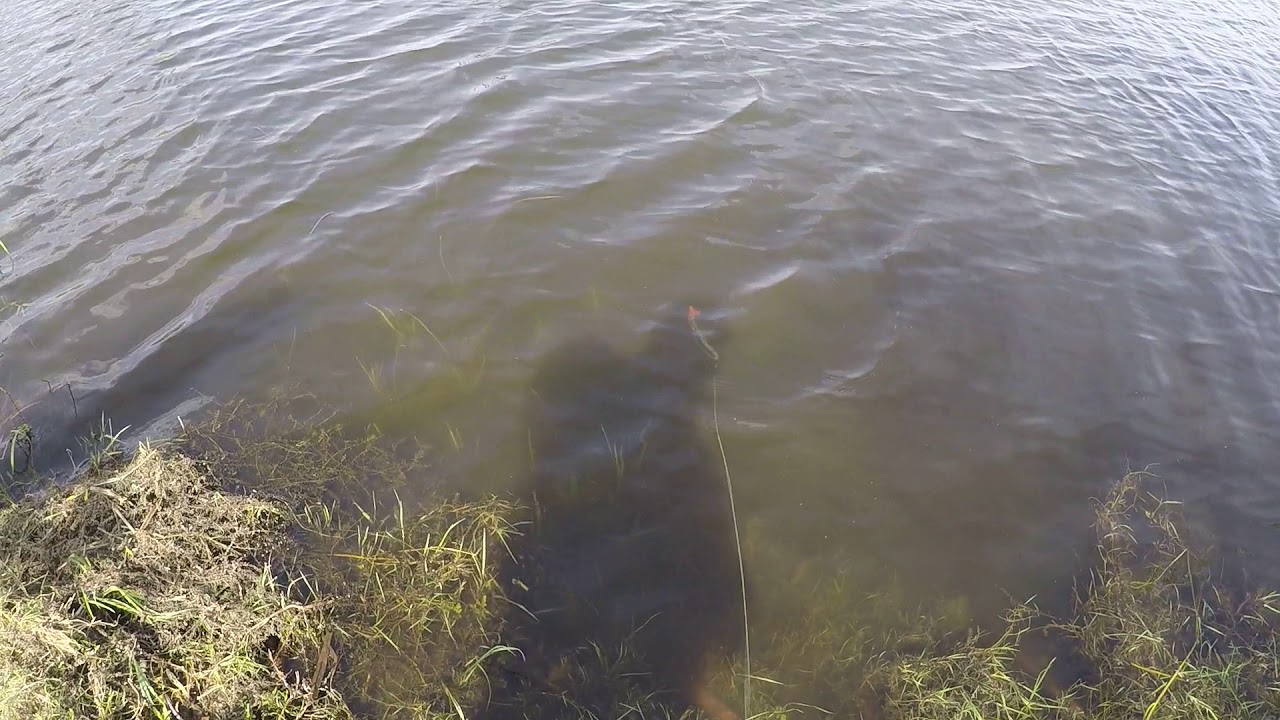 Swimmbait płoć pierwsze rzuty