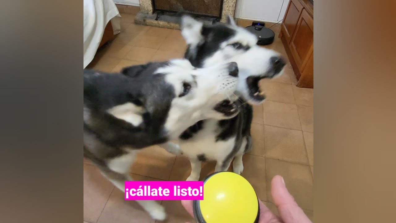 Cuanto no te dejan🐶 hablar por listo 🤣 | Max the husky & Bomb&oacute;n