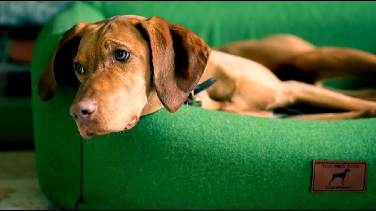 The Red Dog Company - Luxury Dog Beds