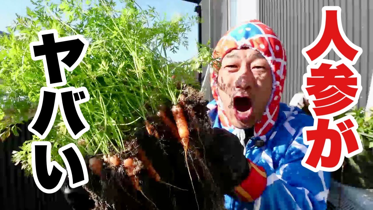 プランターで人参育てたらとんでもない量になった　【園芸超人カーメン君】